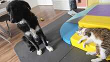 BARRY VORMALS CAKE, Hund, Mischlingshund in Krefeld - Bild 13