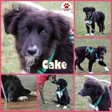BARRY VORMALS CAKE, Hund, Mischlingshund in Krefeld - Bild 15