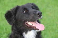 BARRY VORMALS CAKE, Hund, Mischlingshund in Krefeld - Bild 2
