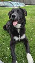 BARRY VORMALS CAKE, Hund, Mischlingshund in Krefeld - Bild 3