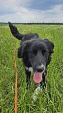 BARRY VORMALS CAKE, Hund, Mischlingshund in Krefeld - Bild 5