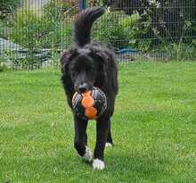 BARRY VORMALS CAKE, Hund, Mischlingshund in Krefeld - Bild 6