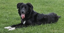 BARRY VORMALS CAKE, Hund, Mischlingshund in Krefeld - Bild 7