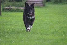 BARRY VORMALS CAKE, Hund, Mischlingshund in Krefeld - Bild 9
