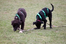 TOBI 055-25-MA/P, Hund, Mischlingshund in Krefeld - Bild 11