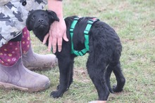 TOBI 055-25-MA/P, Hund, Mischlingshund in Krefeld - Bild 13