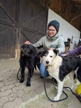 LIZZY, Hund, Mischlingshund in Baierbach - Bild 6