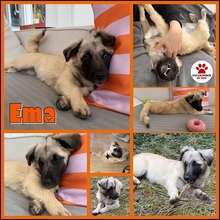 EMA 034-25-A, Hund, Mischlingshund in Maintal - Bild 1