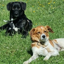 OREO, Hund, Mischlingshund in Röthenbach - Bild 13
