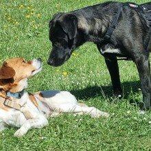OREO, Hund, Mischlingshund in Röthenbach - Bild 14