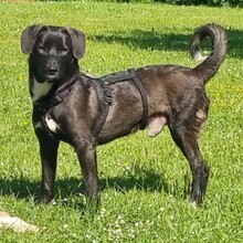 OREO, Hund, Mischlingshund in Röthenbach - Bild 15