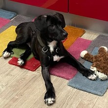 OREO, Hund, Mischlingshund in Köln - Bild 2