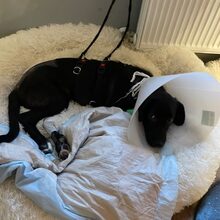 OREO, Hund, Mischlingshund in Köln - Bild 4