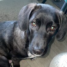 OREO, Hund, Mischlingshund in Köln - Bild 6