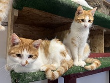 TAHITI, Katze, Hauskatze in Ungarn - Bild 2