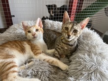 TAHITI, Katze, Hauskatze in Ungarn - Bild 3