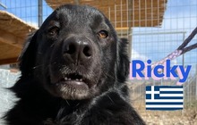 RICKY, Hund, Mischlingshund in Griechenland - Bild 1