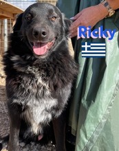 RICKY, Hund, Mischlingshund in Griechenland - Bild 2