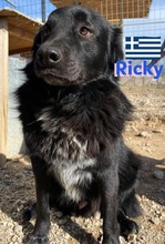 RICKY, Hund, Mischlingshund in Griechenland - Bild 3