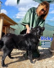 RICKY, Hund, Mischlingshund in Griechenland - Bild 4