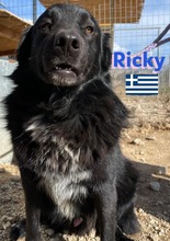 RICKY, Hund, Mischlingshund in Griechenland - Bild 5