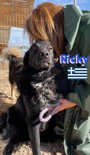 RICKY, Hund, Mischlingshund in Griechenland - Bild 6