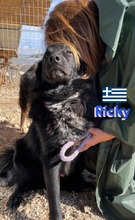 RICKY, Hund, Mischlingshund in Griechenland - Bild 7