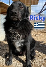 RICKY, Hund, Mischlingshund in Griechenland - Bild 8