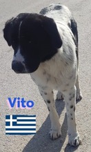 VITO, Hund, Mischlingshund in Griechenland - Bild 1