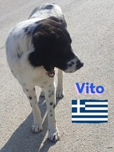 VITO, Hund, Mischlingshund in Griechenland - Bild 4