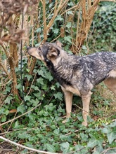 PILATES, Hund, Mischlingshund in Marsberg - Bild 10