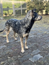 PILATES, Hund, Mischlingshund in Marsberg - Bild 26