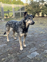PILATES, Hund, Mischlingshund in Marsberg - Bild 27