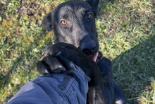 ANOUSH, Hund, Mischlingshund in Kroatien - Bild 1