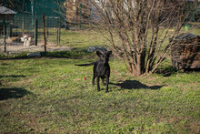 ANOUSH, Hund, Mischlingshund in Kroatien - Bild 2