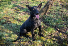 ANOUSH, Hund, Mischlingshund in Kroatien - Bild 3