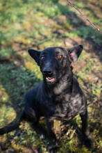 ANOUSH, Hund, Mischlingshund in Kroatien - Bild 4