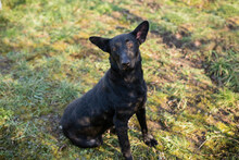 ANOUSH, Hund, Mischlingshund in Kroatien - Bild 6