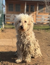 PAPLAN, Hund, Mischlingshund in Ungarn - Bild 1