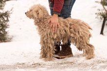 PAPLAN, Hund, Mischlingshund in Ungarn - Bild 11