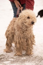 PAPLAN, Hund, Mischlingshund in Ungarn - Bild 12