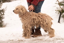 PAPLAN, Hund, Mischlingshund in Ungarn - Bild 13