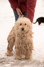 PAPLAN, Hund, Mischlingshund in Ungarn - Bild 14