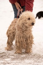 PAPLAN, Hund, Mischlingshund in Ungarn - Bild 15