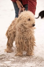 PAPLAN, Hund, Mischlingshund in Ungarn - Bild 16