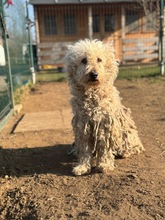 PAPLAN, Hund, Mischlingshund in Ungarn - Bild 2