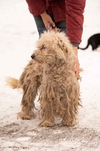 PAPLAN, Hund, Mischlingshund in Ungarn - Bild 3