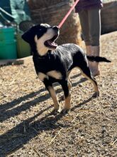 LAIKA, Hund, Mischlingshund in Slowakische Republik - Bild 2