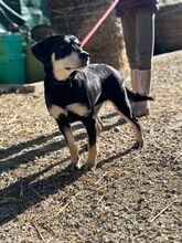 LAIKA, Hund, Mischlingshund in Slowakische Republik - Bild 3