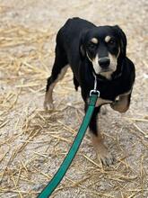 LAIKA, Hund, Mischlingshund in Slowakische Republik - Bild 4